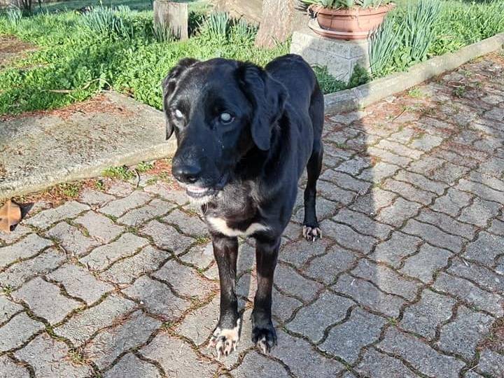 Adotta un cane, taglia media, maschio, Roma