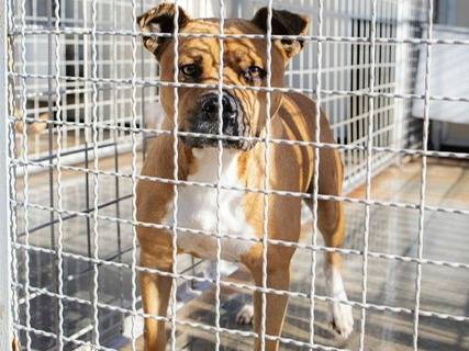 Foto dell'animale