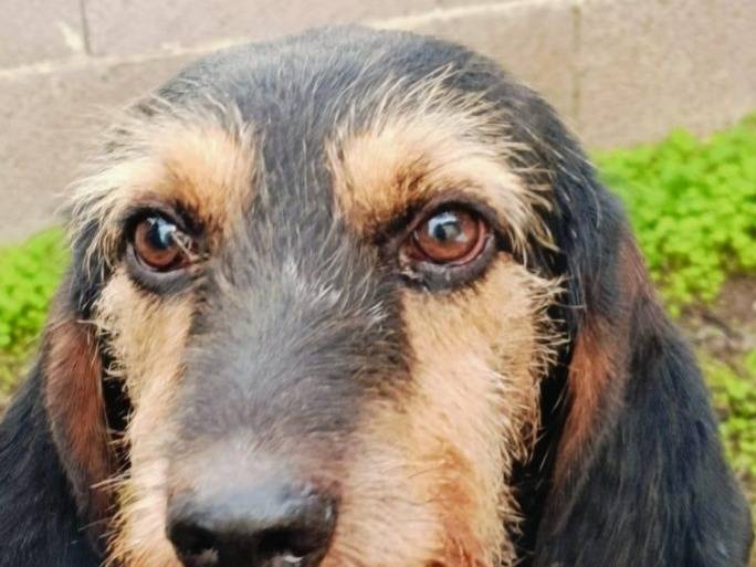 Adotta un cane, maschio, 2 anni e 9 mesi, Brindisi