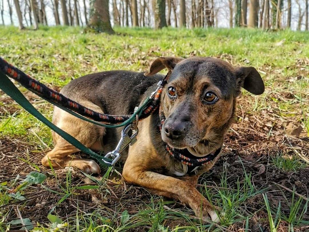 Foto dell'animale