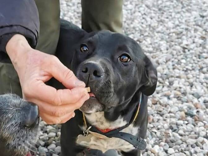 Foto dell'animale