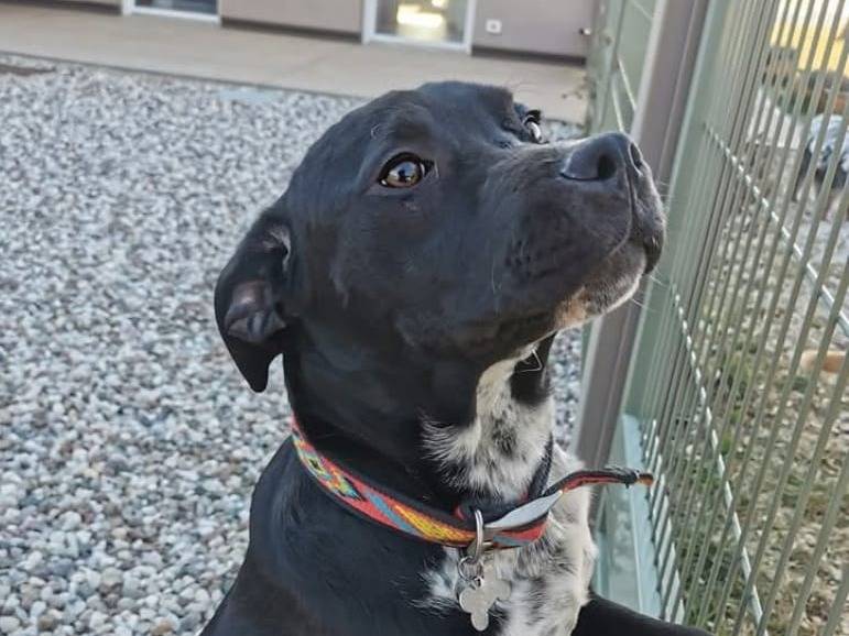 Adotta un cane, maschio, 1 anno e 8 mesi , Verona