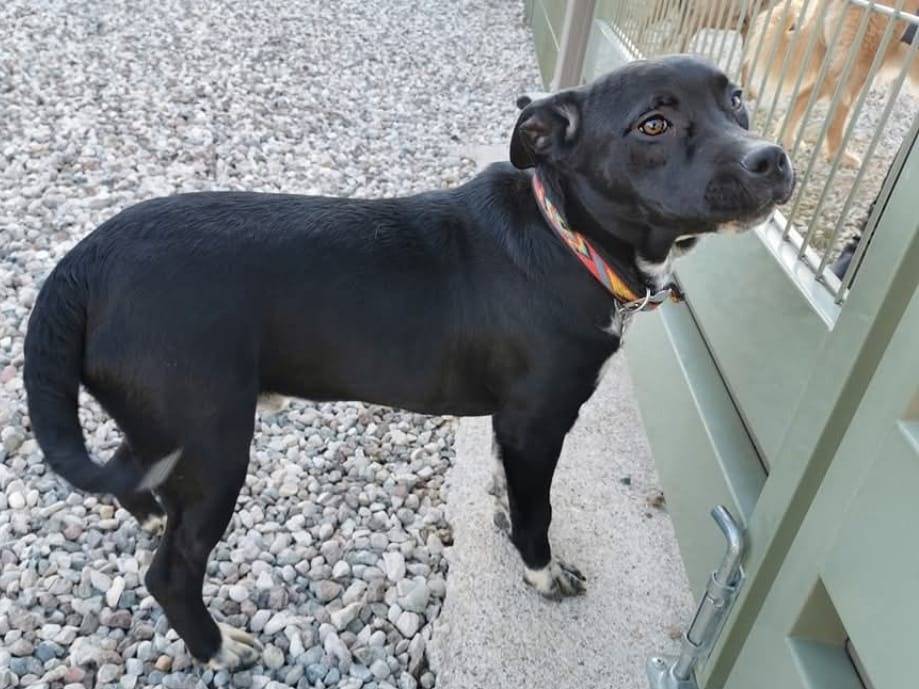Adotta il cane ADAM a Verona