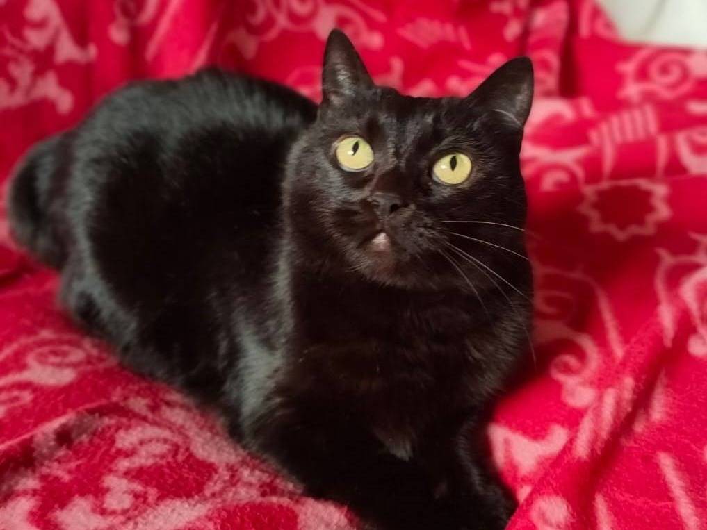 Adotta un gatto, femmina, 5 anni e 10 mesi, Verona