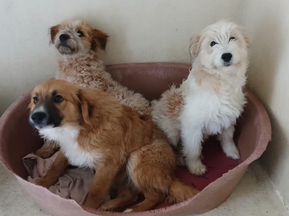 Adozione cane, maschio, Lagotto Volpino di Pomerania, 5 mesi, taglia media, Roma