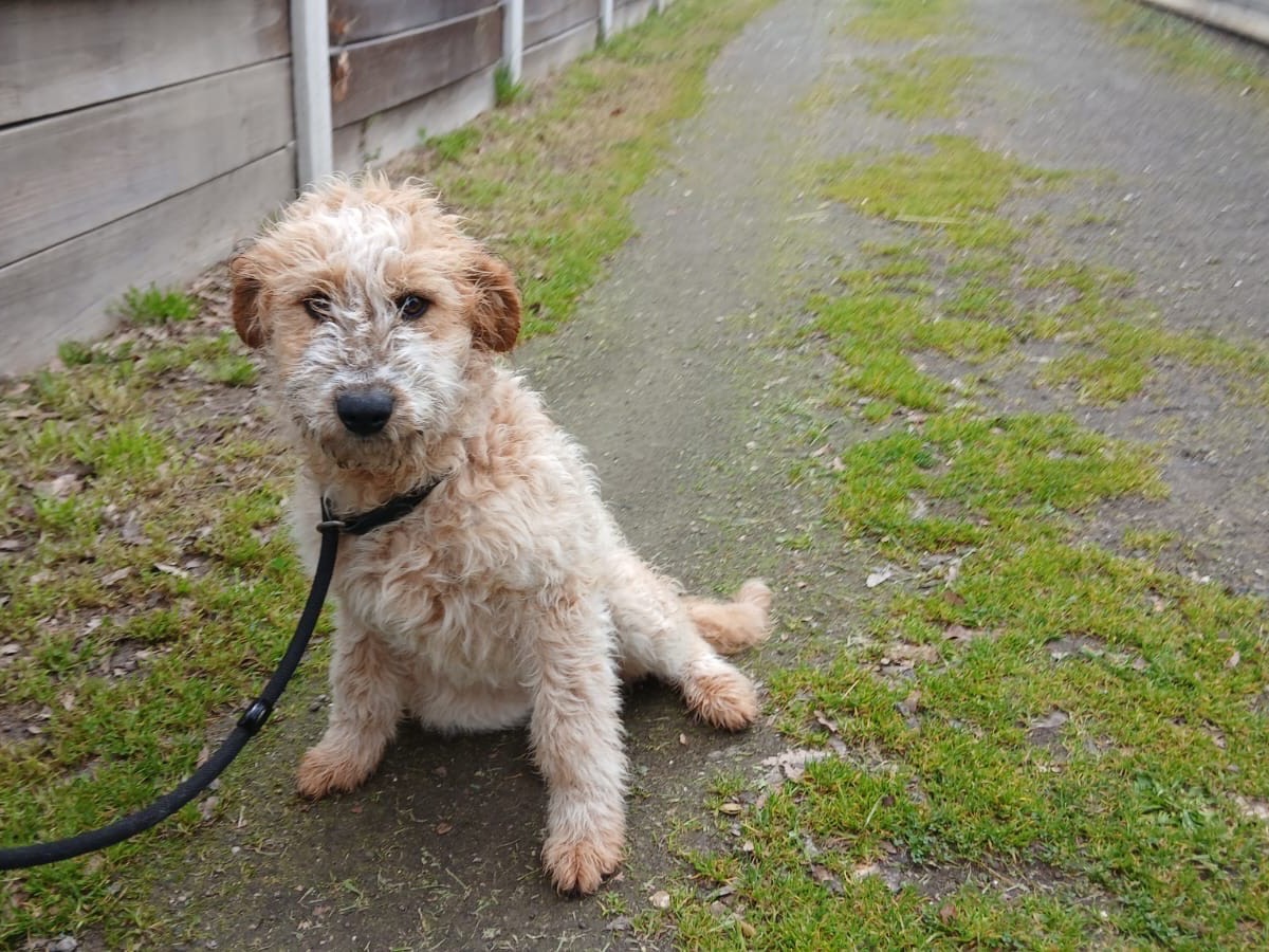 Adotta un cane, maschio, 5 mesi, Roma