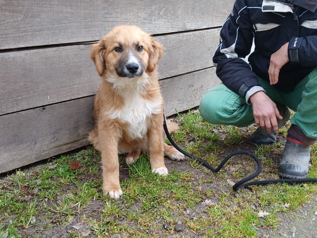 Adotta un cane, taglia media, maschio, Roma
