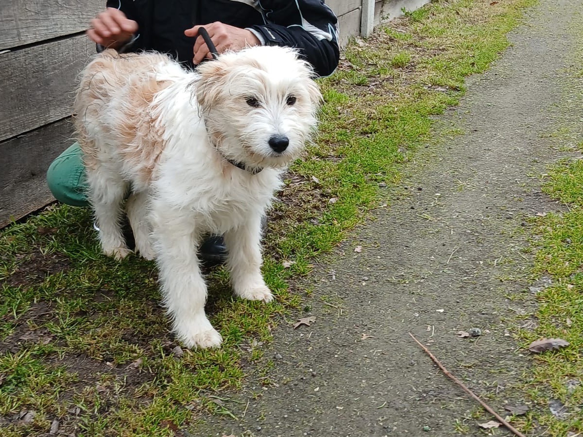 Adotta il cane Fiocco Fard e Fiesta  a Roma