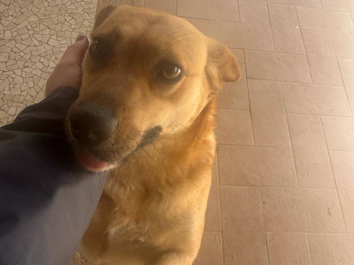 Vuoi adottare un cane a Catanzaro?