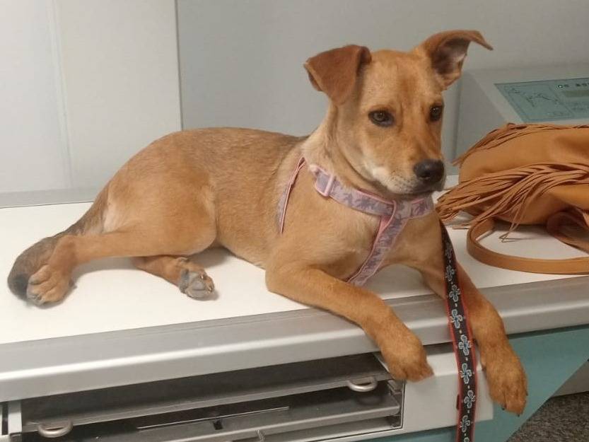 Vuoi adottare un cane a Foggia?