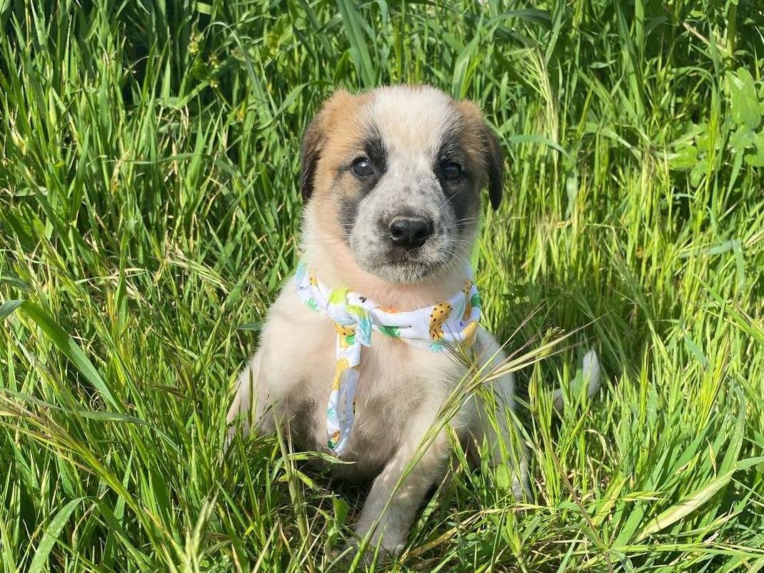 Adotta un cane, maschio, 3 mesi, Siracusa