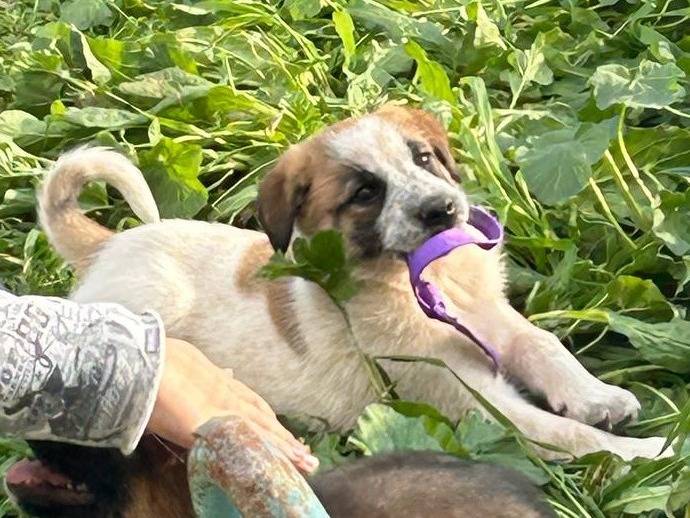 Adotta un cane, taglia media, maschio, Siracusa