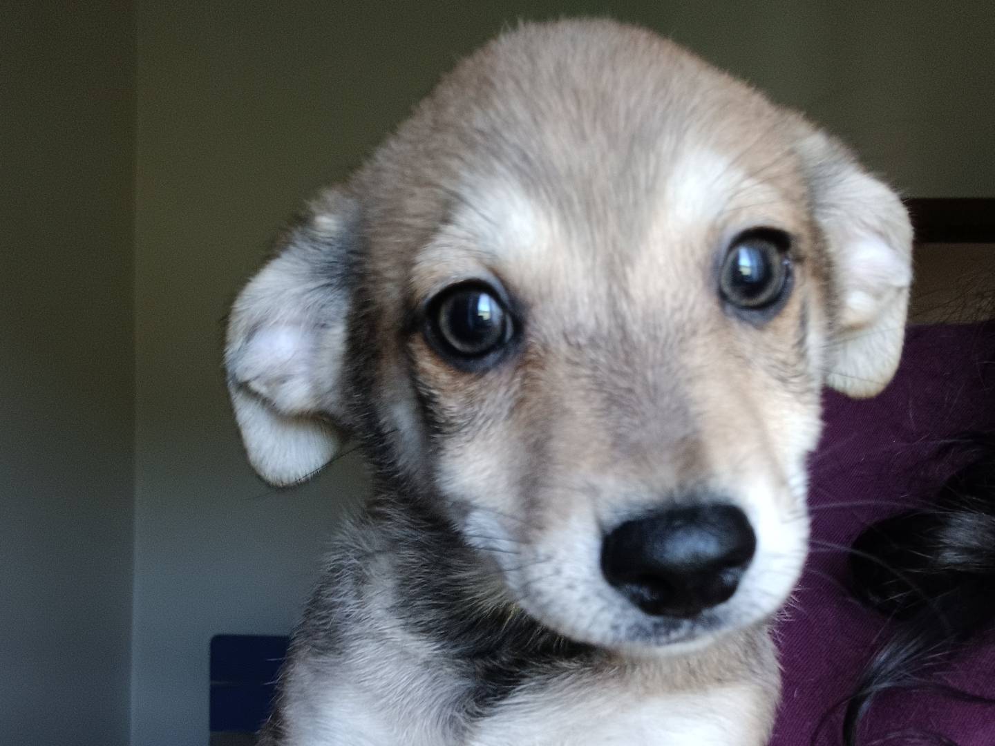 Adotta un cane, maschio, 4 mesi, Roma