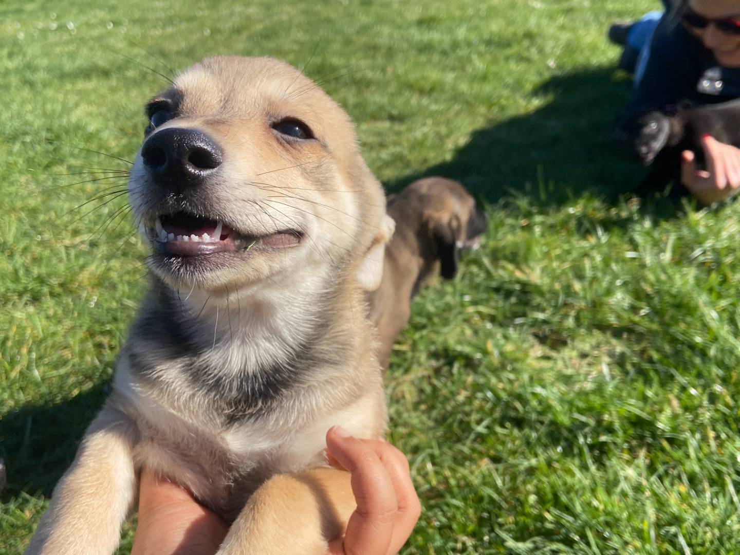 Vuoi adottare un cane a Roma?