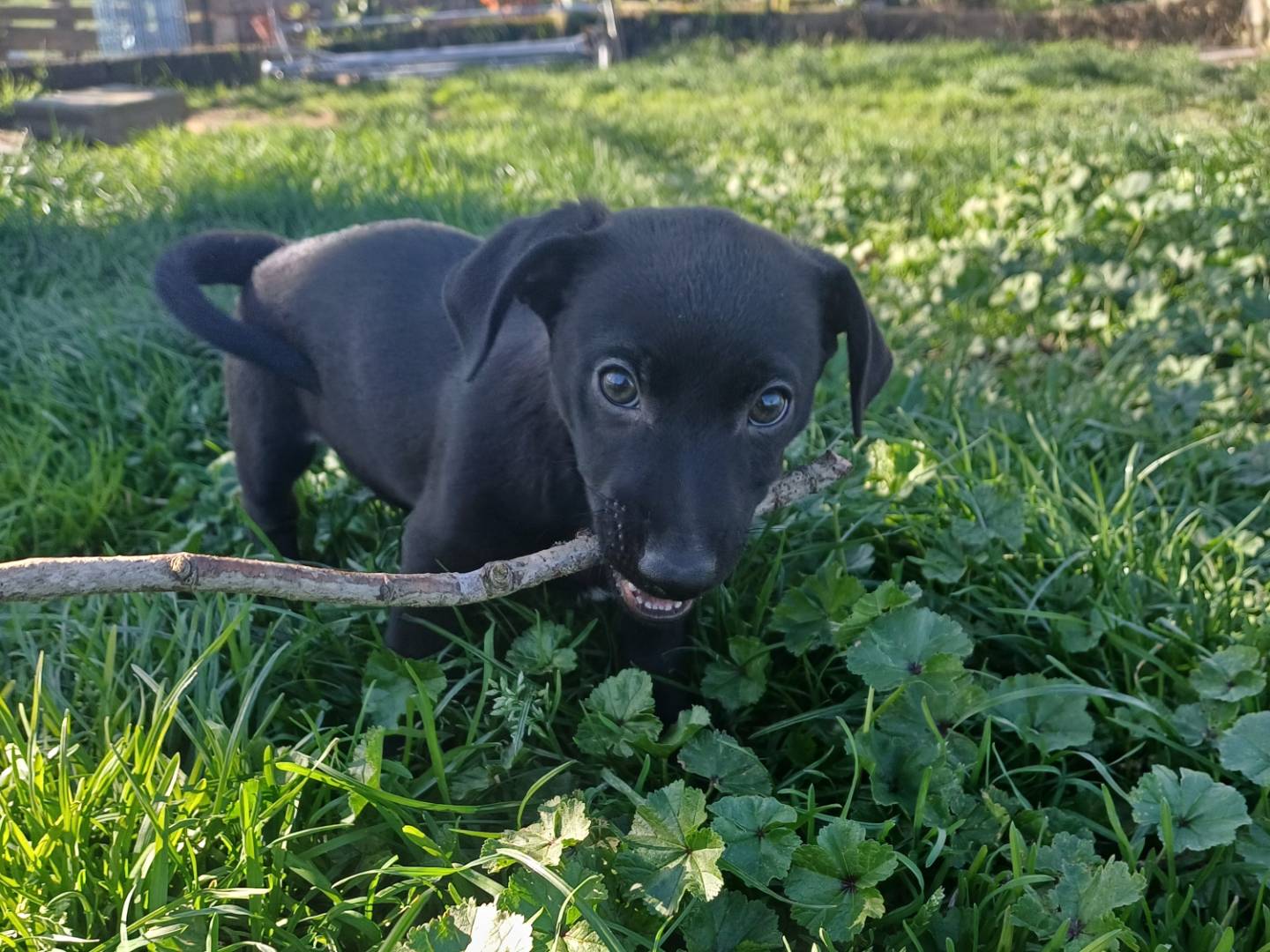 Adotta un cane, maschio, 3 mesi, Roma
