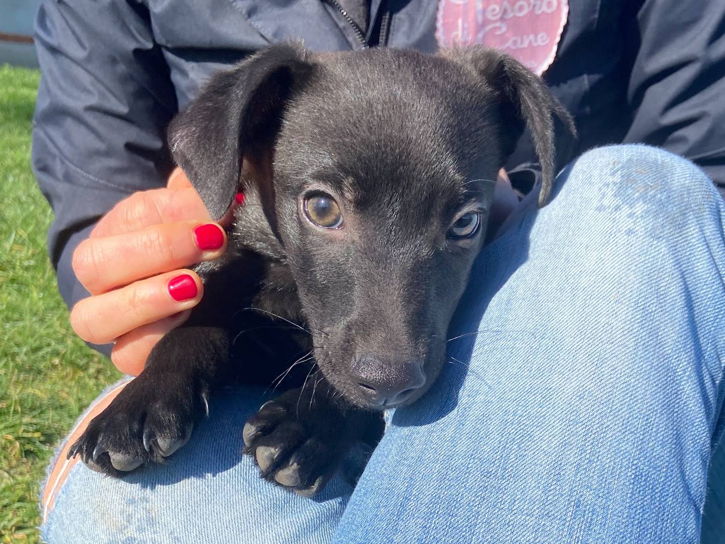 Adotta un cane, taglia media contenuta, maschio, Roma