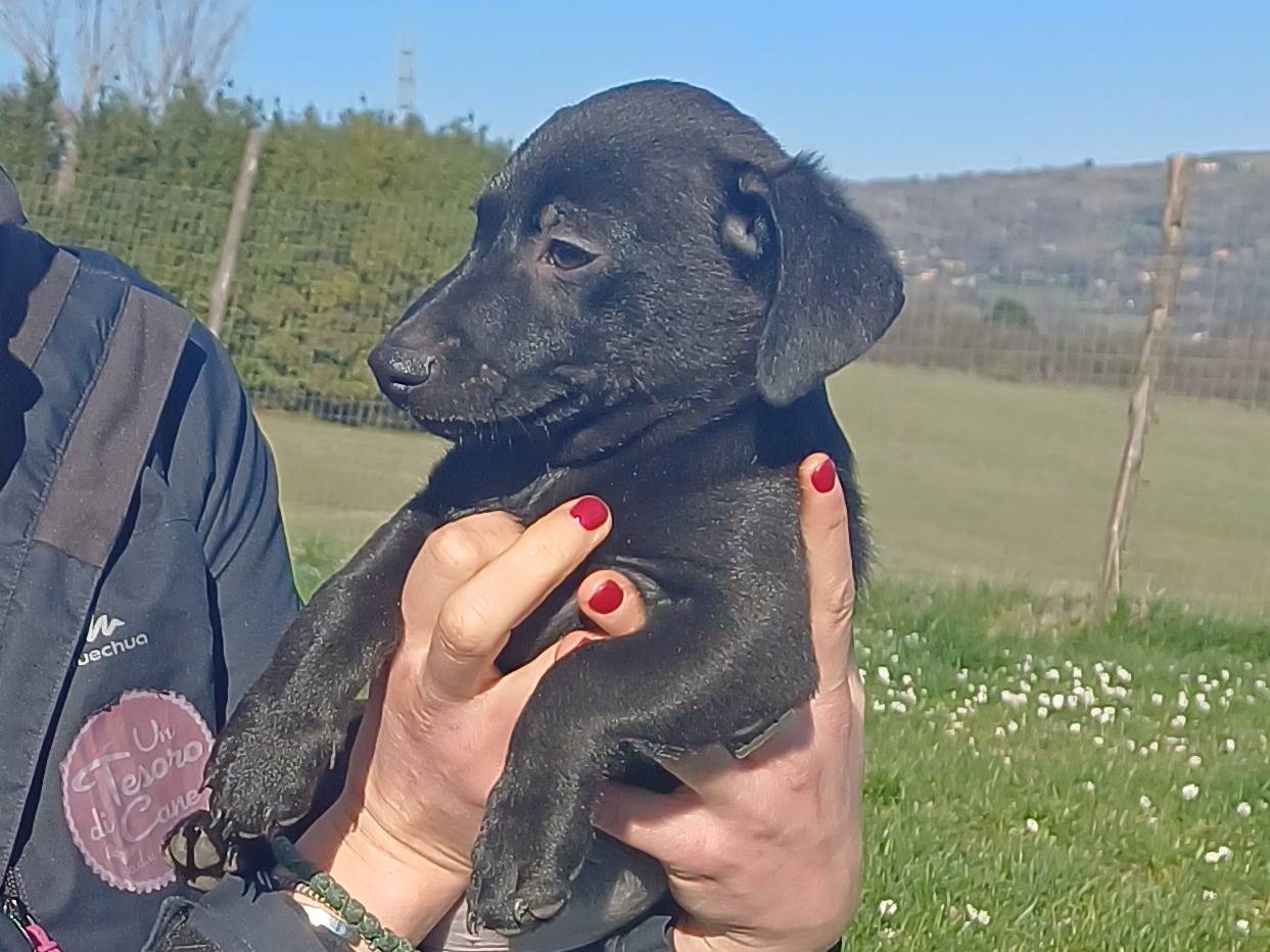 Vuoi adottare un cane a Roma?