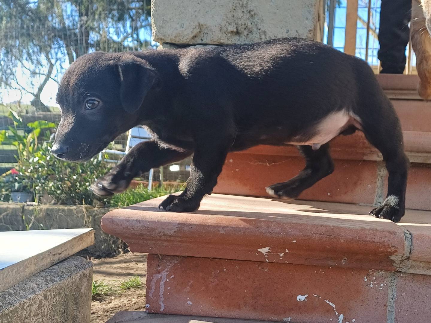 Adotta il cane Soul a Roma