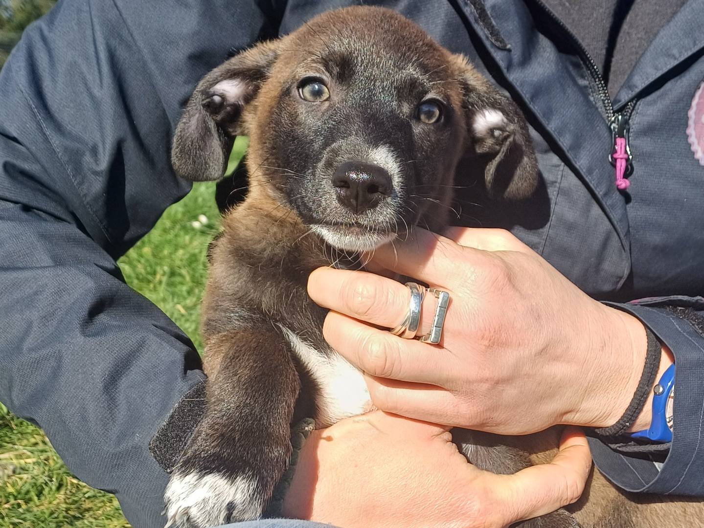 Adozione cane, maschio, Razza sconosciuta Razza sconosciuta, 1 mesi, taglia media contenuta, Roma