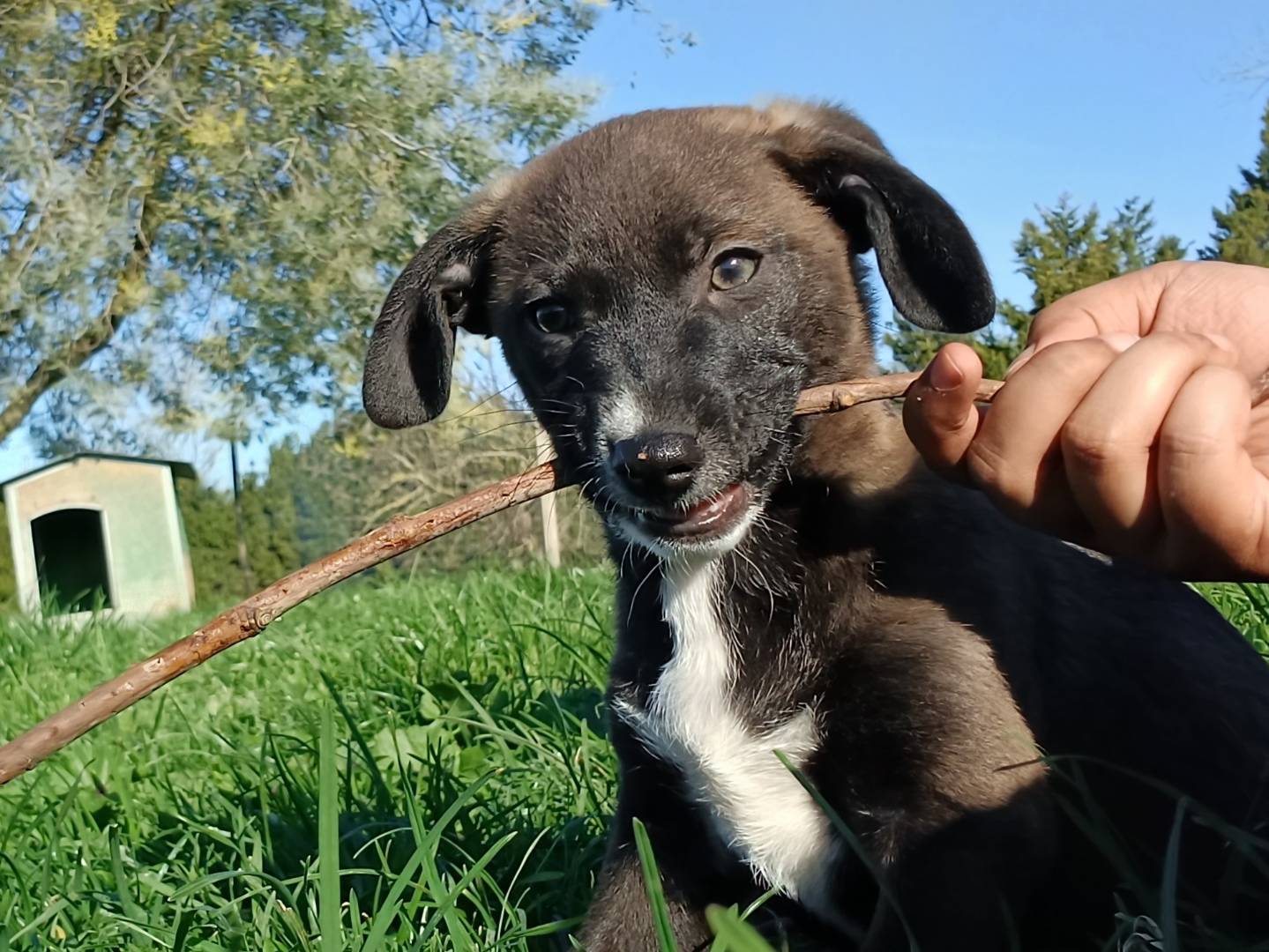 Adotta un cane, maschio, 1 mesi, Roma
