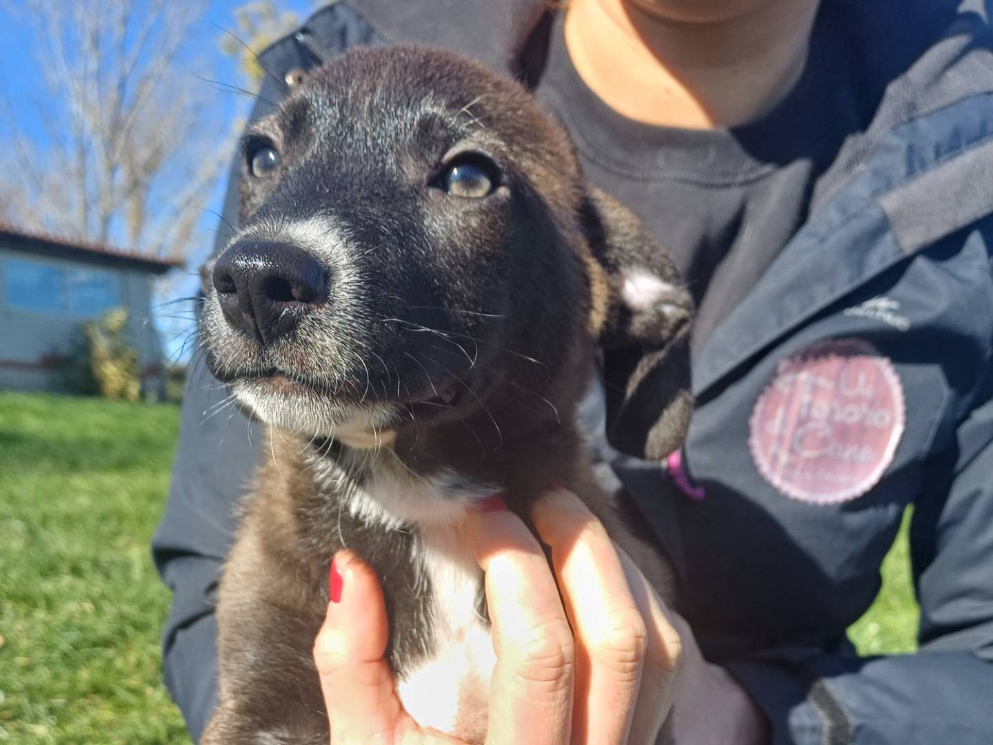 Adotta un cane, taglia media contenuta, maschio, Roma
