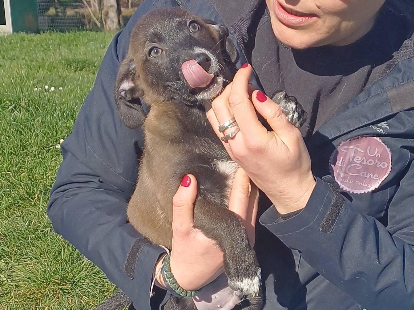 Vuoi adottare un cane a Roma?