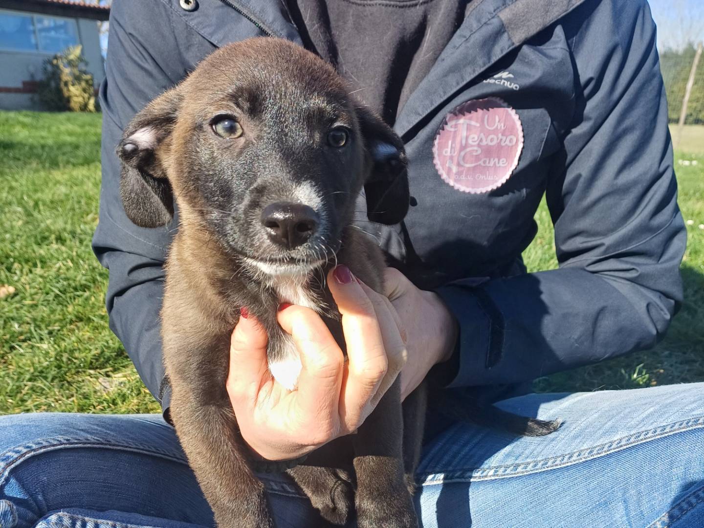 Adotta il cane BLUES a Roma