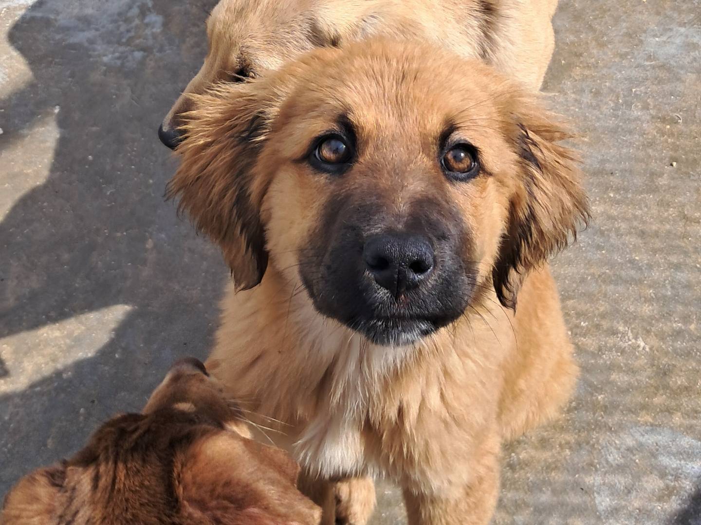 Adozione cane, femmina, Razza sconosciuta Razza sconosciuta, 4 mesi, taglia media, Agrigento