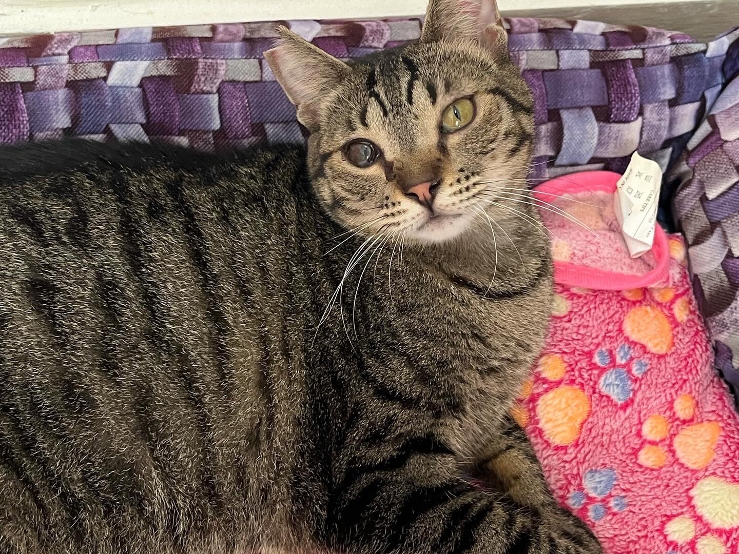Adotta un gatto, femmina, 1 anno e 5 mesi , Potenza