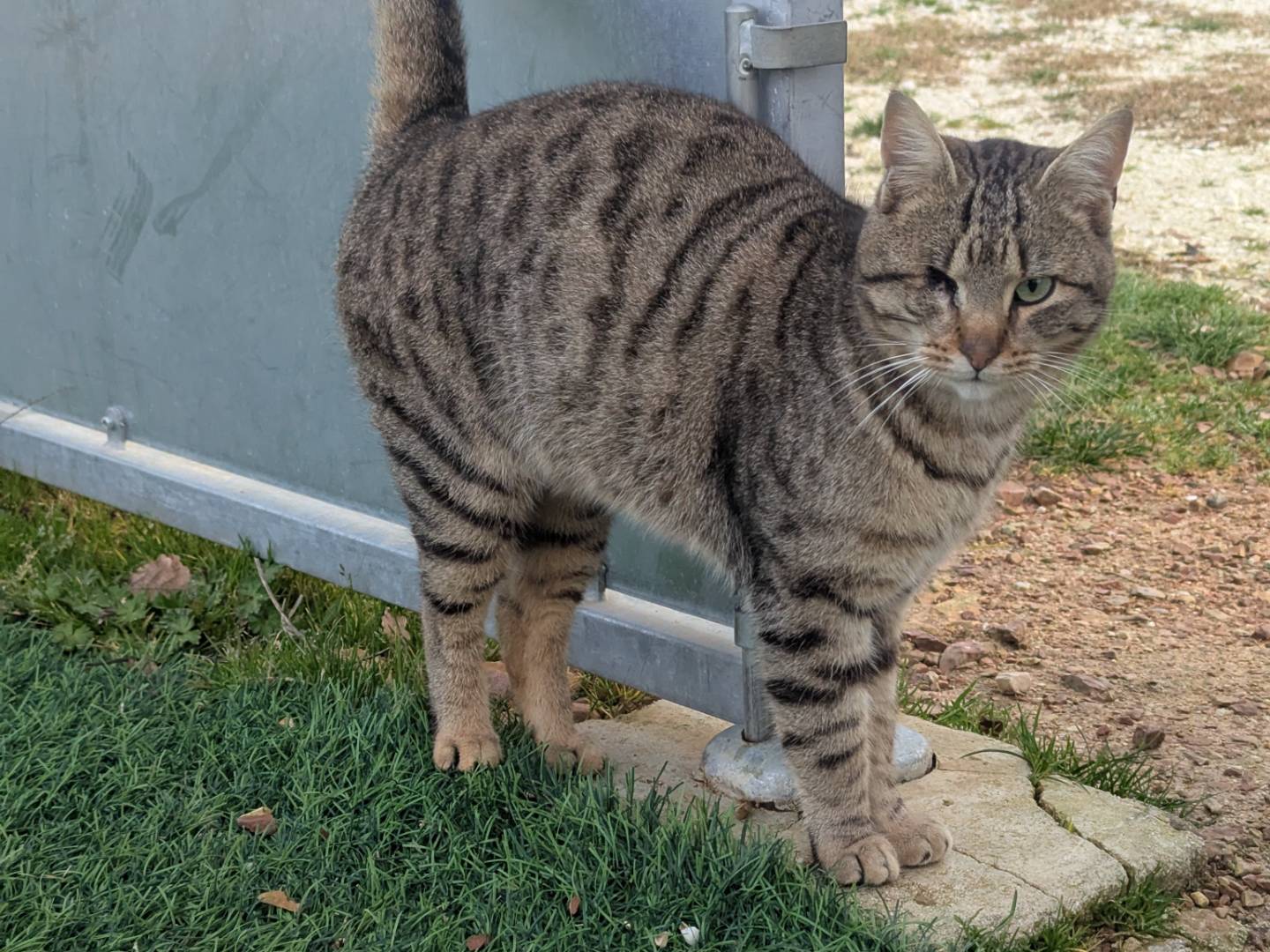 Adozione gatto, maschio, Razza sconosciuta Razza sconosciuta, 2 anni , taglia non valida, Pisa