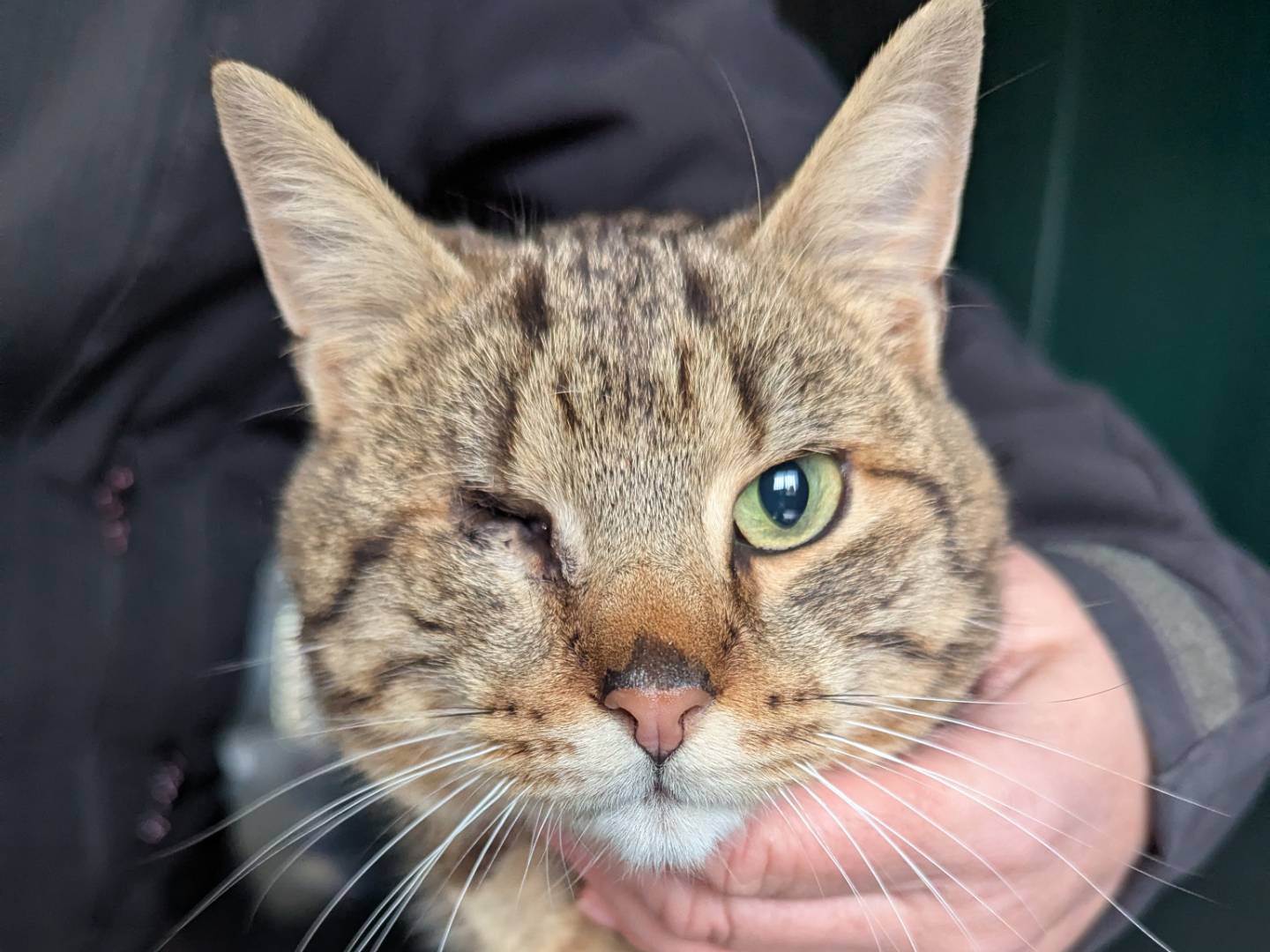 Adotta un gatto, maschio, 2 anni , Pisa