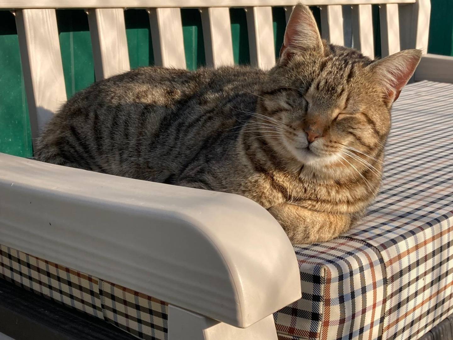 Adotta un gatto, taglia non valida, maschio, Pisa
