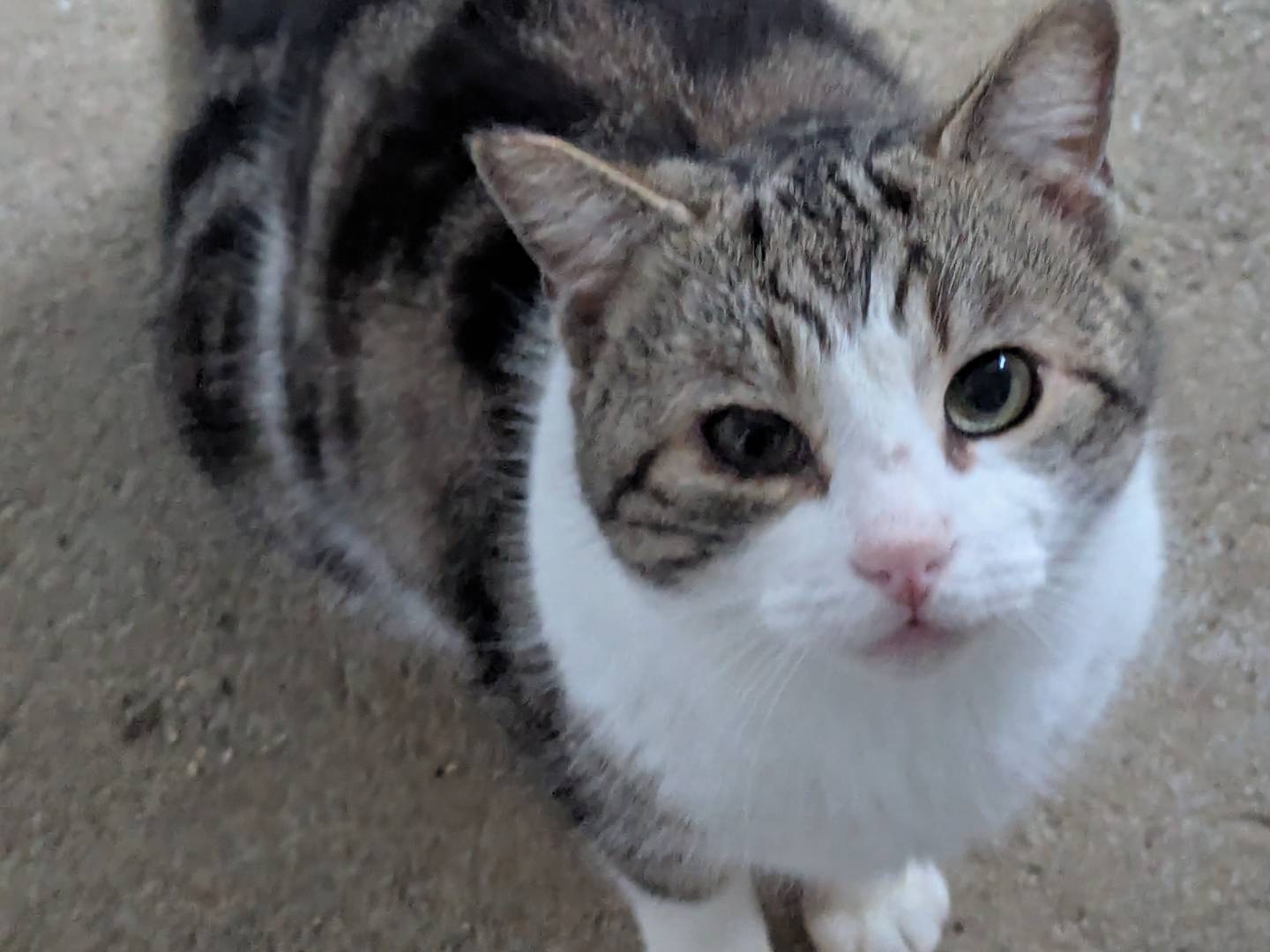 Adotta un gatto, maschio, 7 anni  e 3 mesi , Pisa