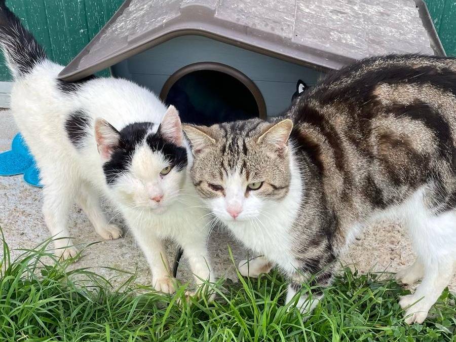 Adotta un gatto, taglia non valida, maschio, Pisa