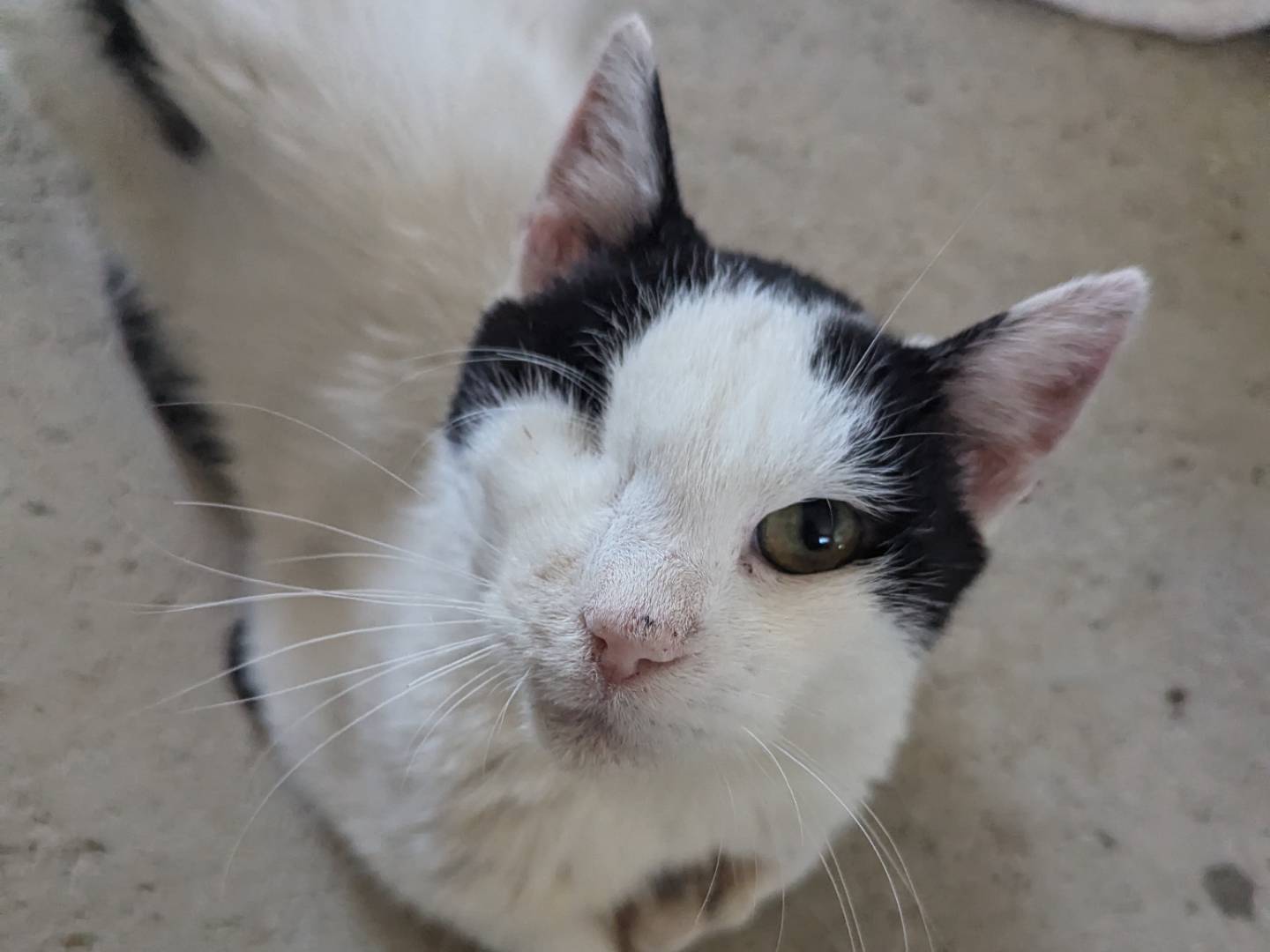 Adotta un gatto, maschio, 7 anni  e 2 mesi , Pisa