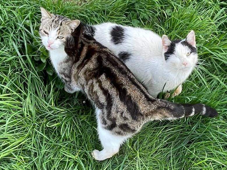 Adotta un gatto, taglia non valida, maschio, Pisa