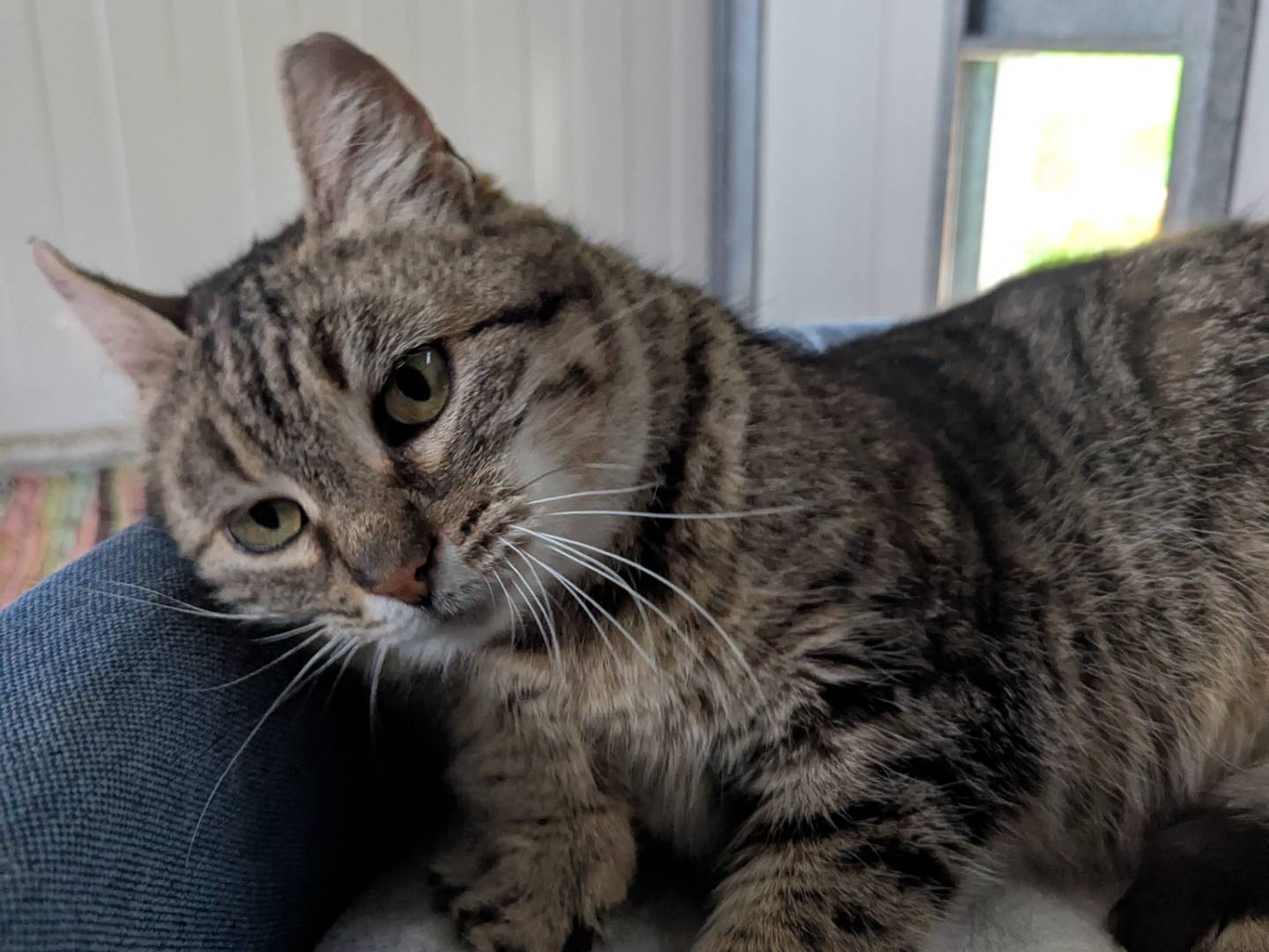 Adotta un gatto, taglia non valida, femmina, Pisa
