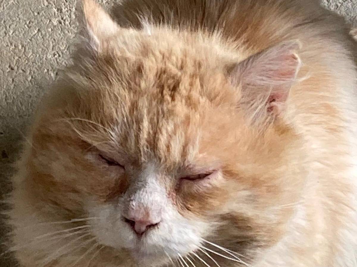 Adotta un gatto, maschio, 5 anni  e 1 mese, Pisa