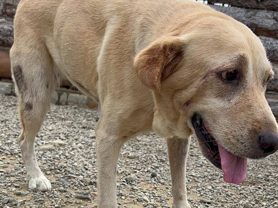 Adotta un cane, femmina, 6 anni  e 11 mesi , Crotone
