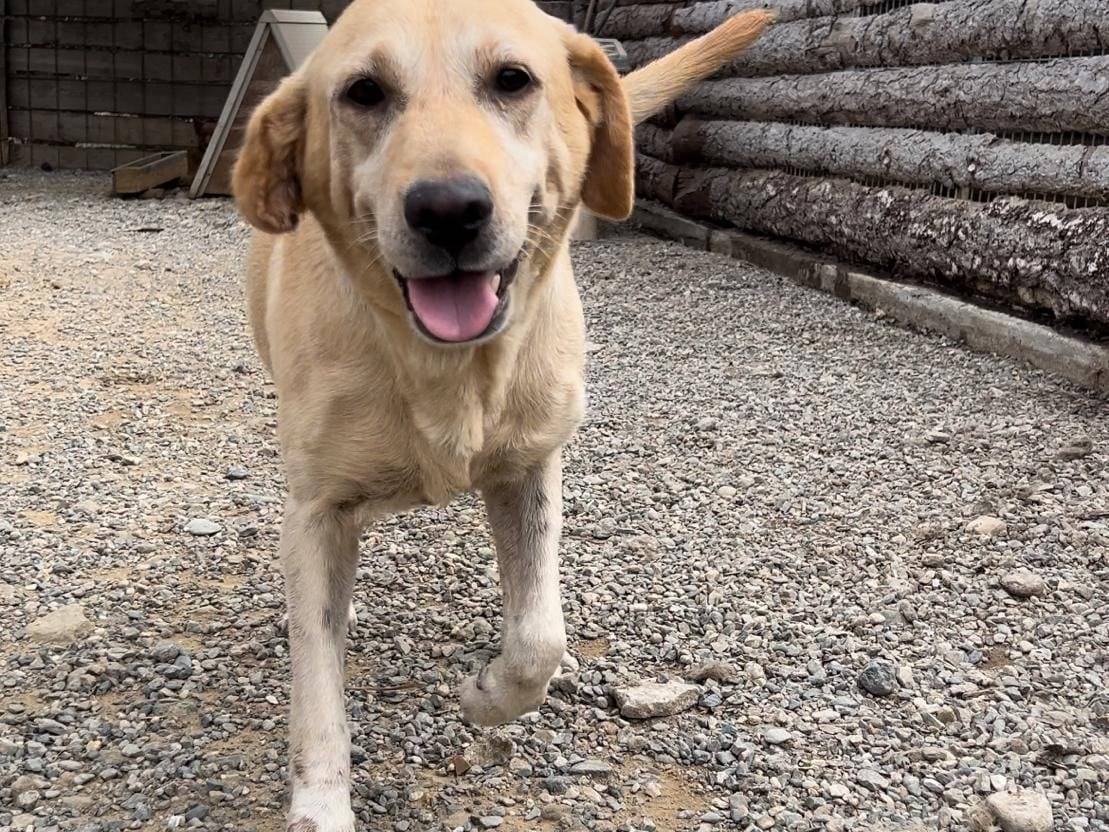 Adotta un cane, taglia media, femmina, Crotone