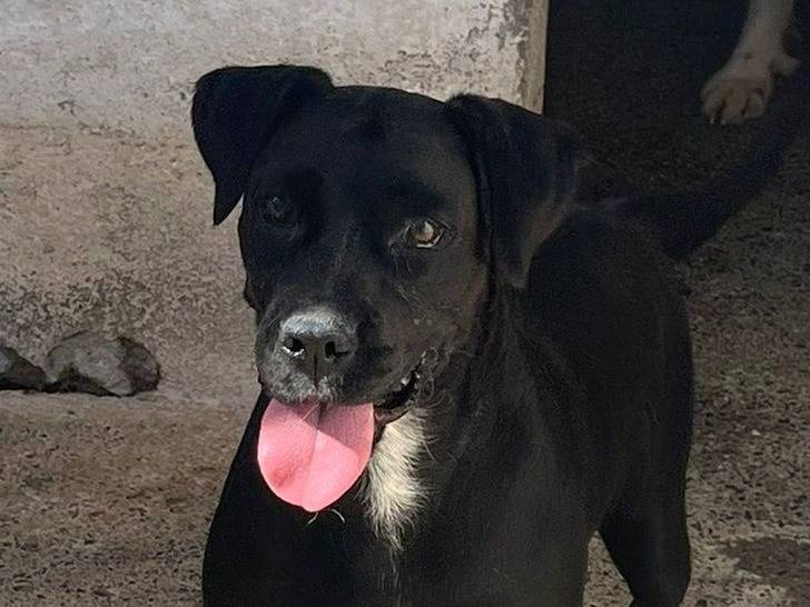 Adozione cane, femmina, Razza sconosciuta Razza sconosciuta, 2 anni  e 11 mesi , taglia media, Crotone