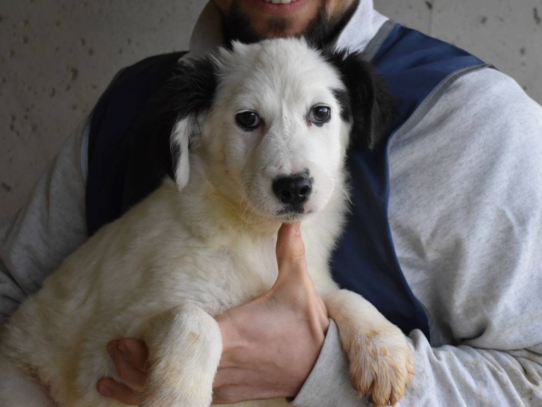 Foto dell'animale