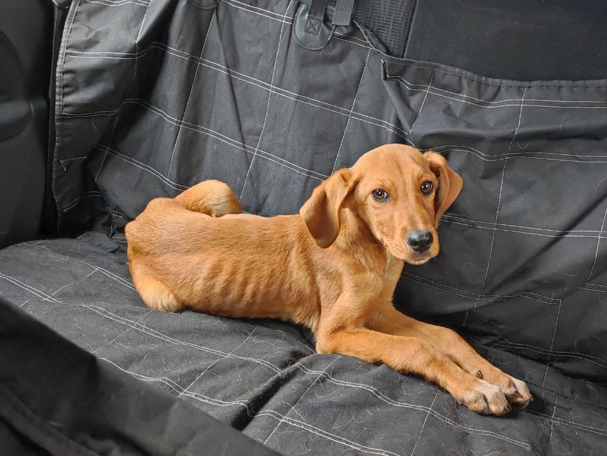 Adotta un cane, maschio, 5 mesi, Messina