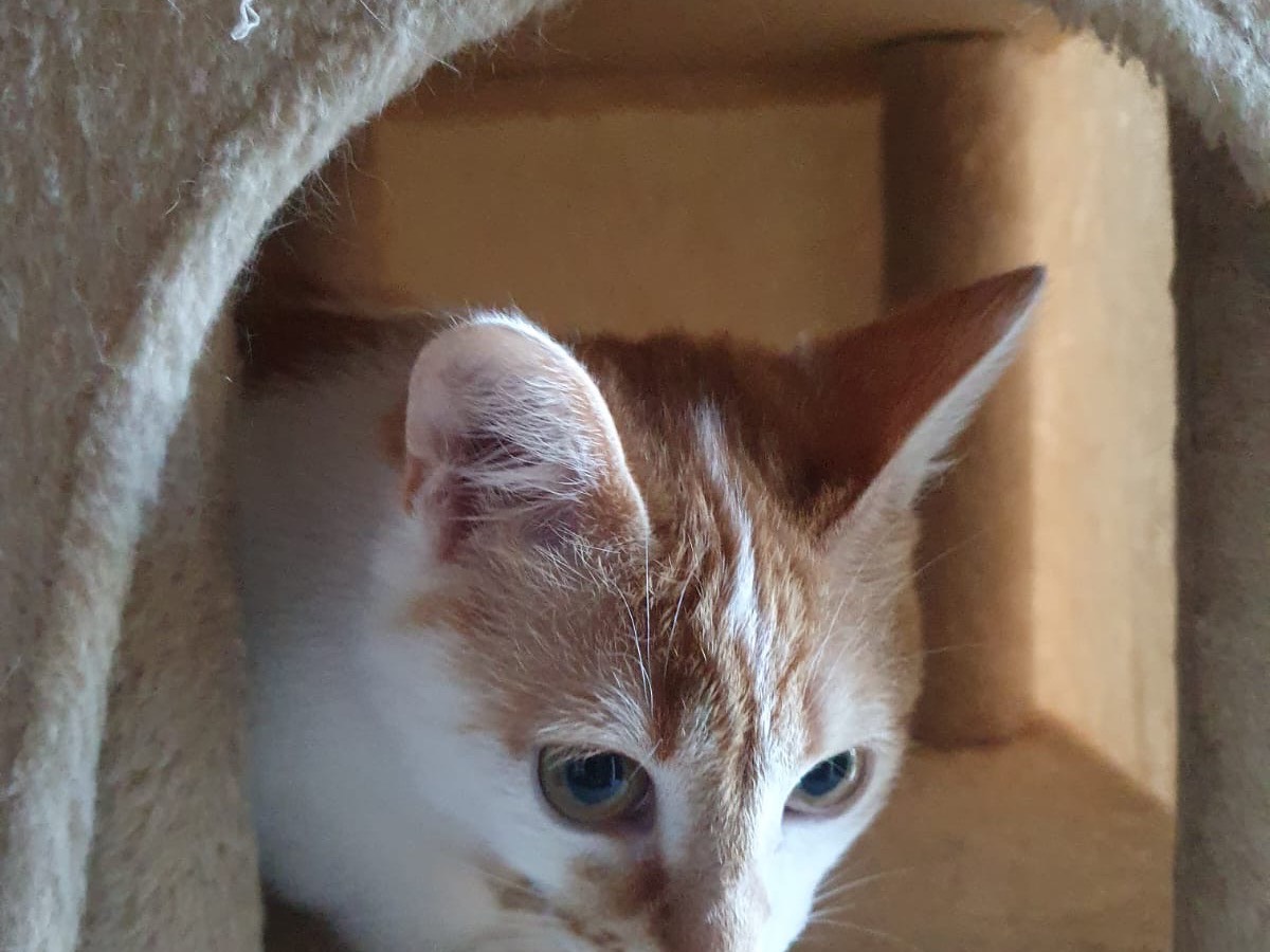 Adotta un gatto, femmina, 6 mesi, Lecco