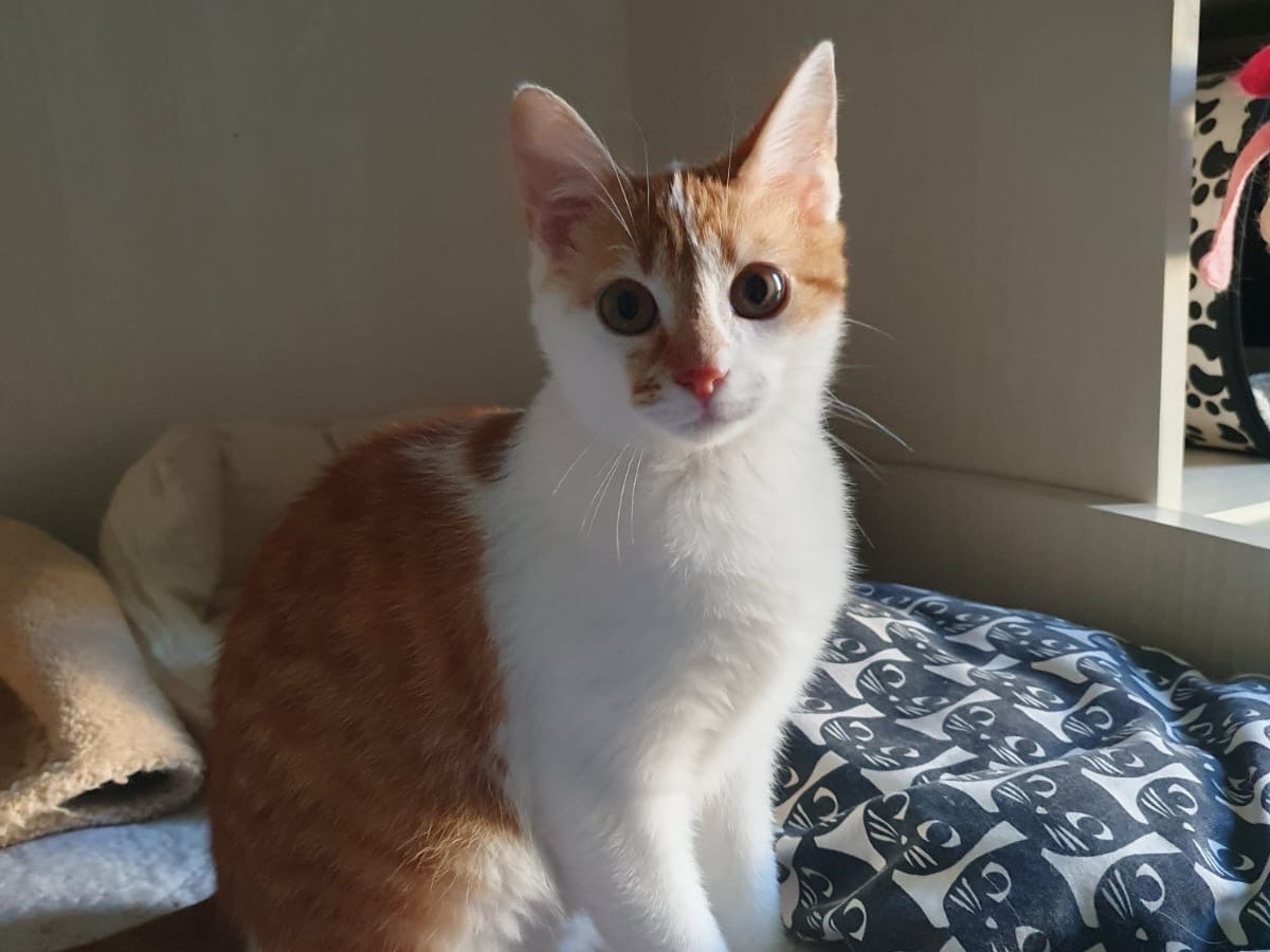 Vuoi adottare un gatto a Lecco?
