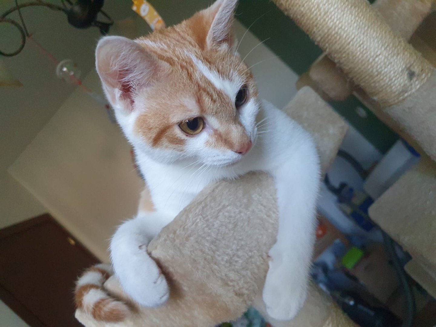 Adotta un gatto, femmina, 8 mesi, Lecco
