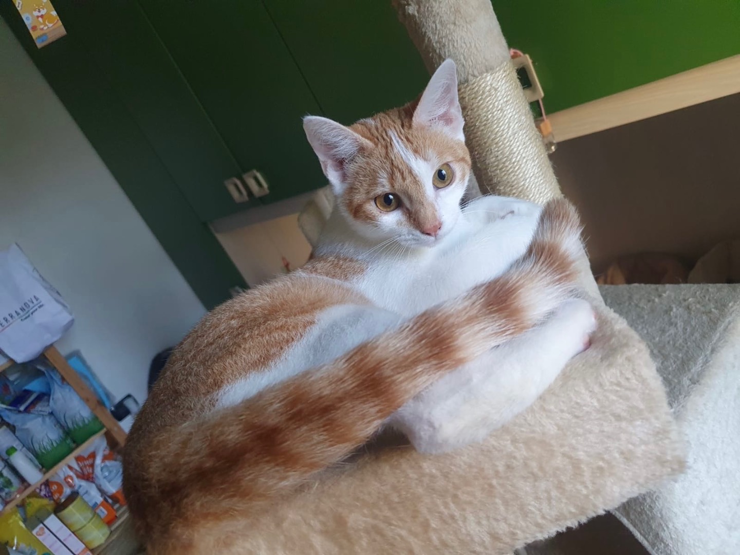 Adotta un gatto, taglia non valida, femmina, Lecco