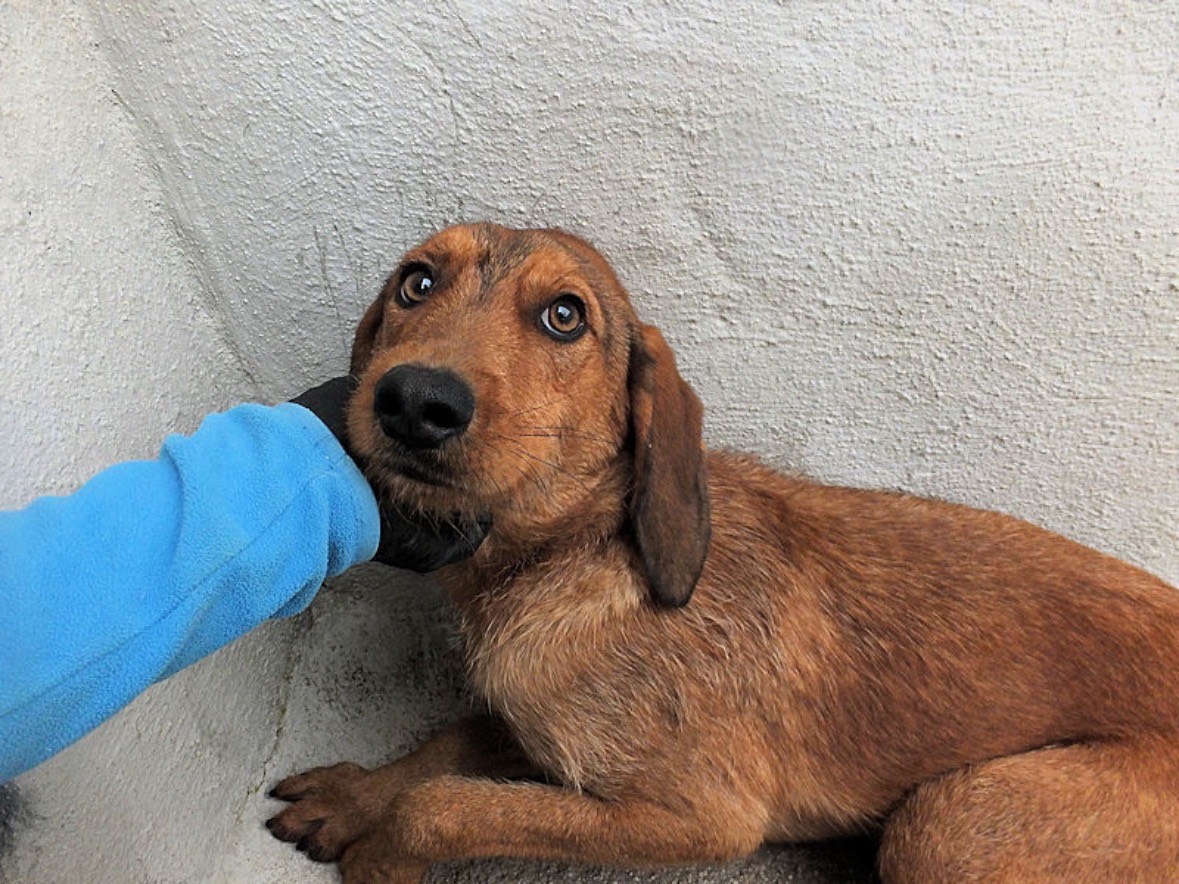 Adotta un cane, maschio, 2 anni  e 7 mesi , Frosinone