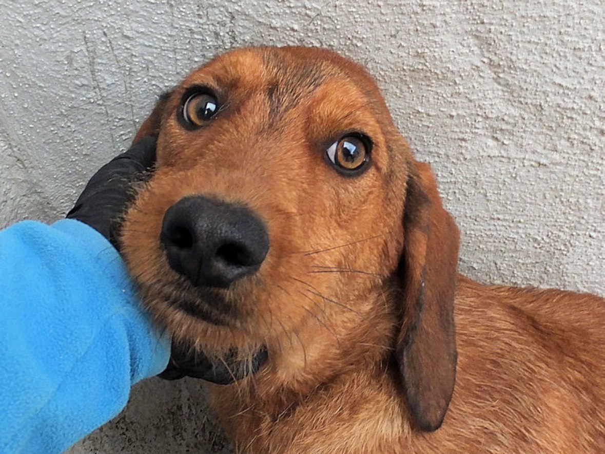 Adotta un cane, taglia media contenuta, maschio, Frosinone