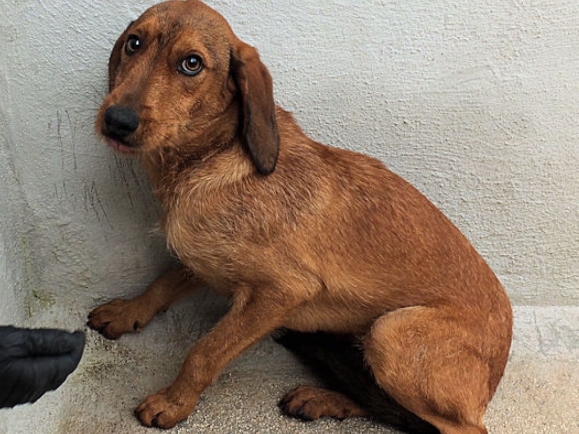 Vuoi adottare un cane a Frosinone?